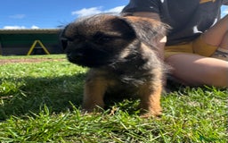 Border Terrier dogs for sale: Border terrier puppies for sale - Image 3