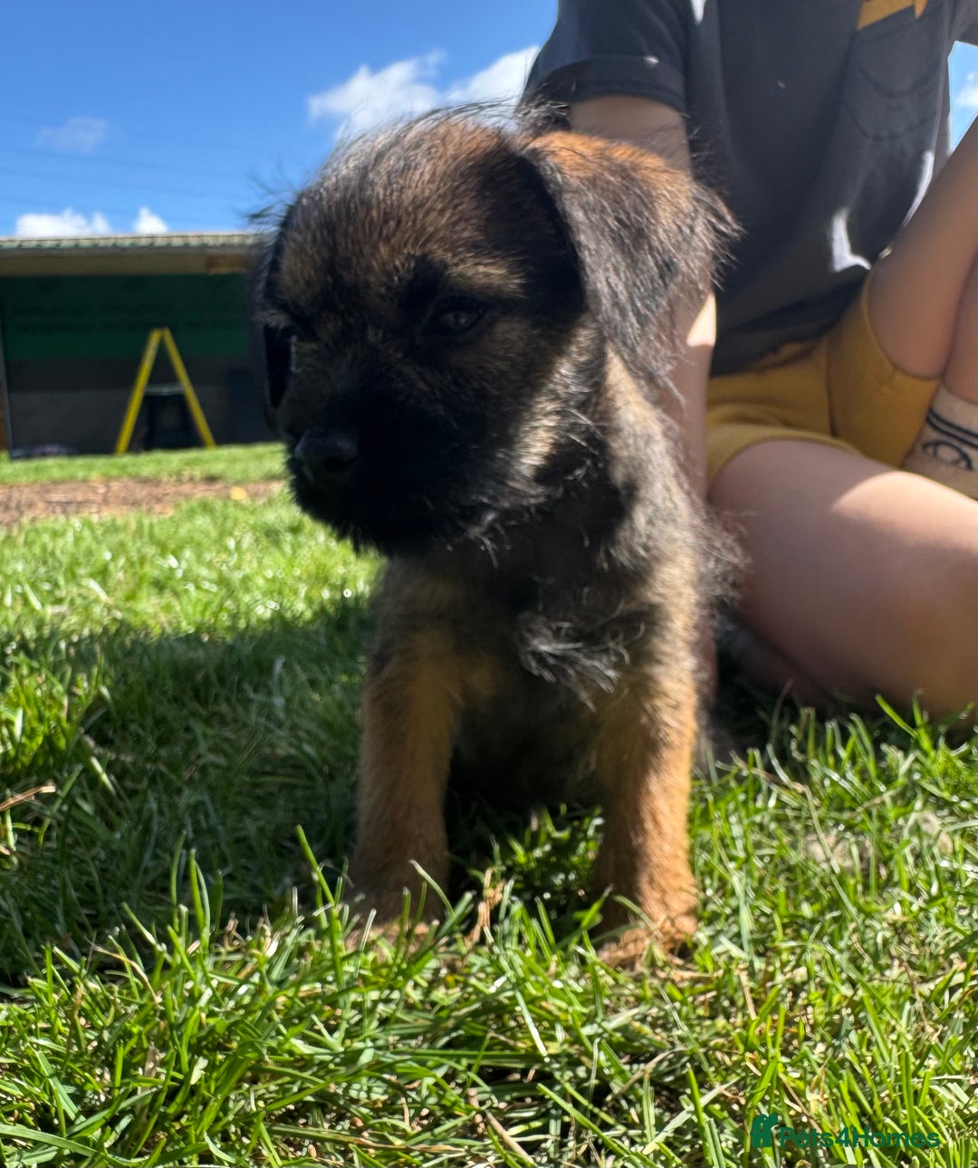 Border Terrier dogs for sale: Border terrier puppies for sale - Image 3