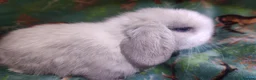 Mini Lop rabbits for sale: Baby Mini Lops - Advert 21