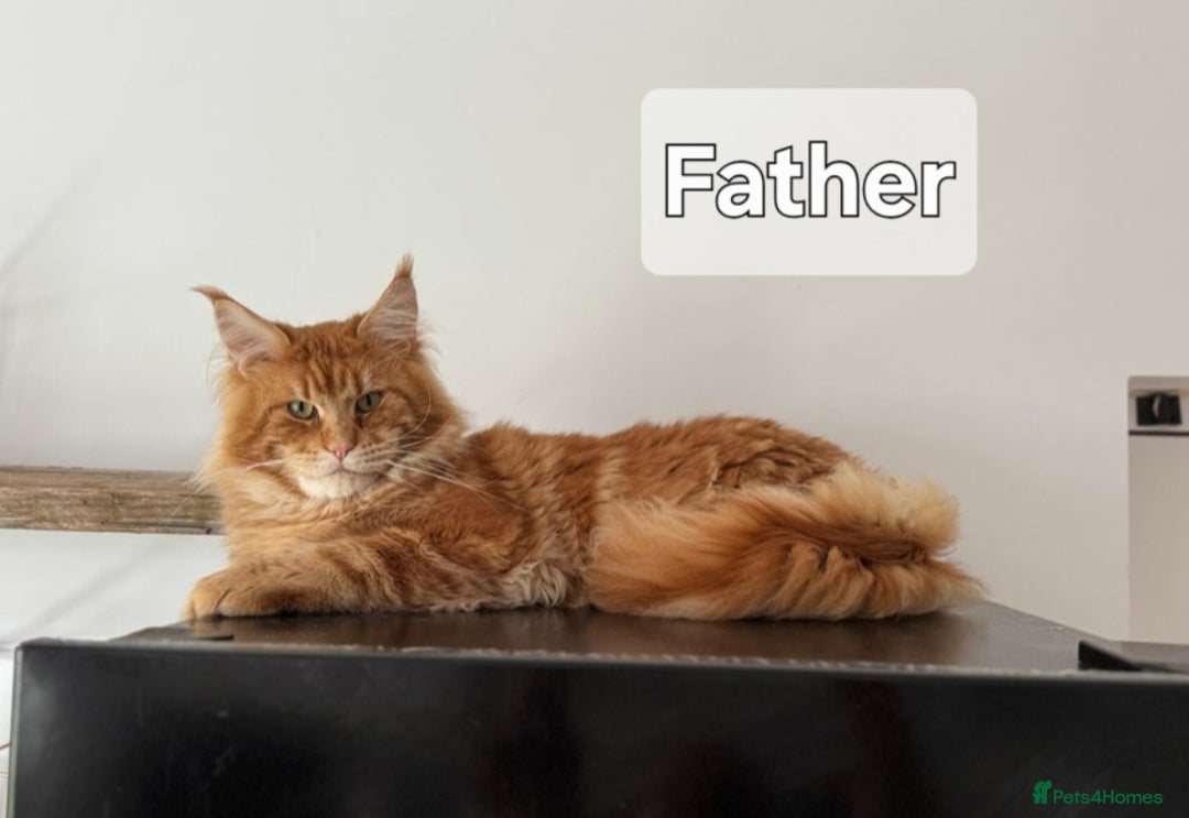 Maine Coon cats for sale: Maine Coon Kittens  - Advert 17