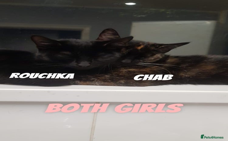Domestic Shorthair cats - Advert 12