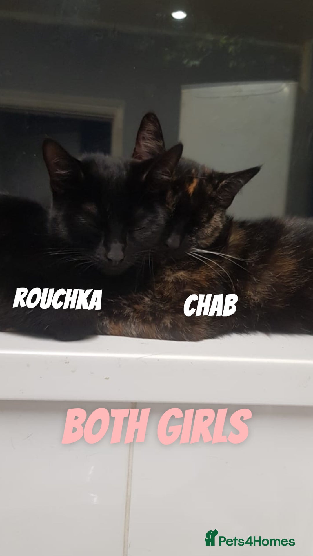 Domestic Shorthair cats for sale: 4 Cats FOR FREE or take One or Two 8 Months Old - Image 1