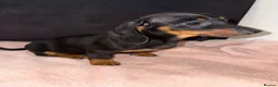 Miniature Dachshund dogs for sale: 3 Miniature Dachshund Puppies  - Advert 4