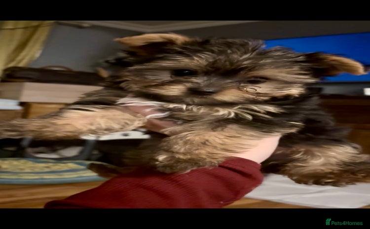 Yorkshire Terrier dogs - Advert 2