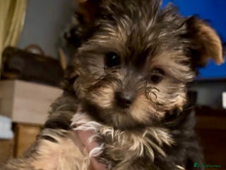 Yorkshire Terrier dogs - Advert 9