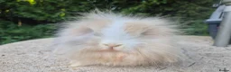 Angora rabbits for sale: 💜READY NOW-STUNNING TEDDYWIDDER X MINI LOP BABIES - Advert 3