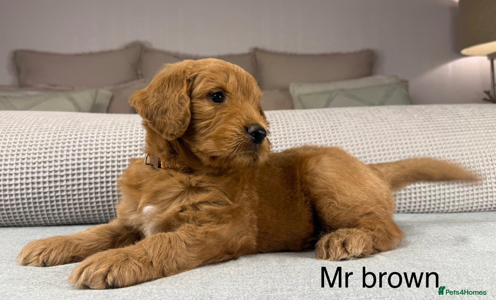 Goldendoodle dogs HEAD TURNING BOYS AND GIRLS. HEALTH TESTED LINEAGE - Advert 8