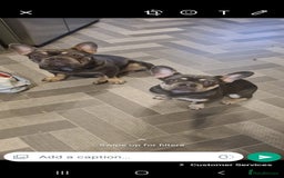 French Bulldog dogs for sale: French bulldog pups  - Image 5