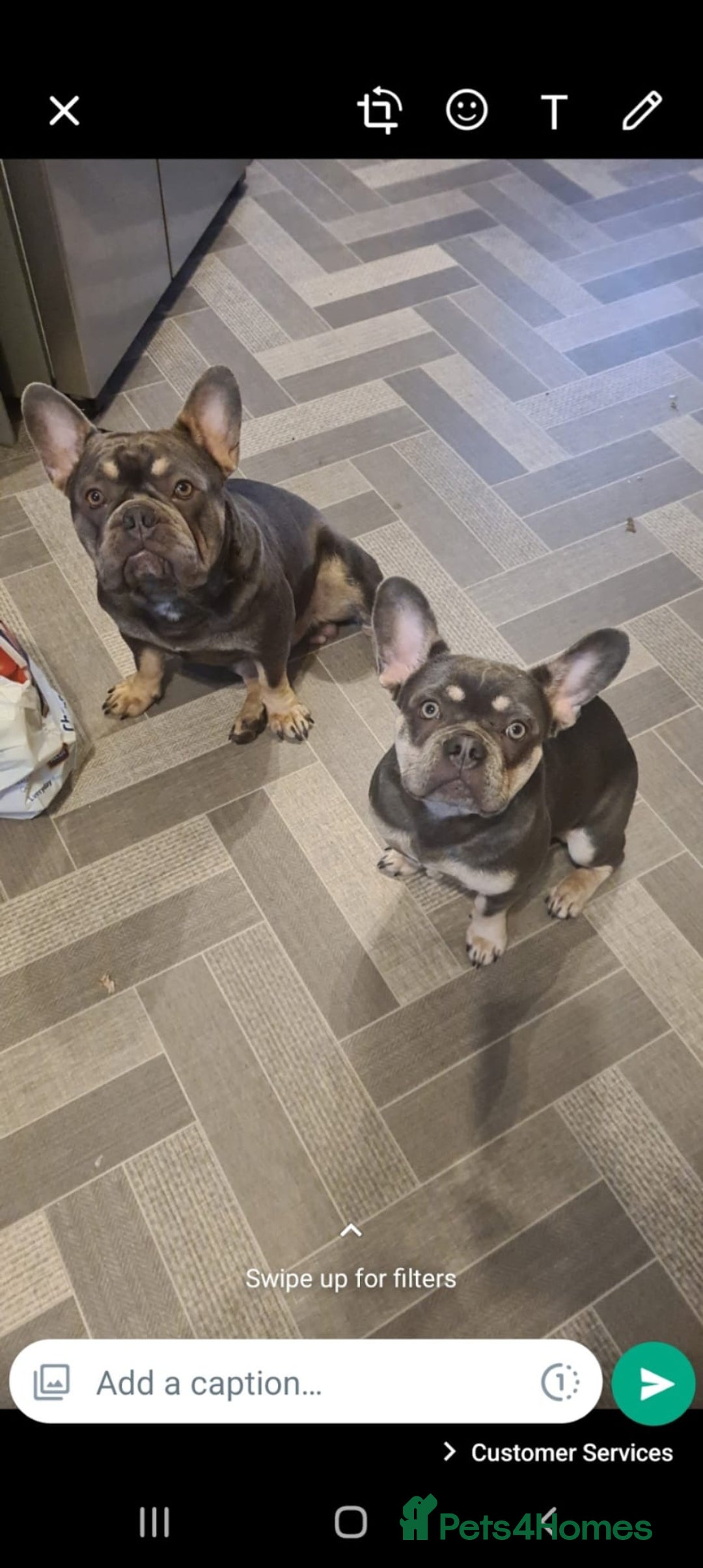 French Bulldog dogs for sale: French bulldog pups  - Image 5
