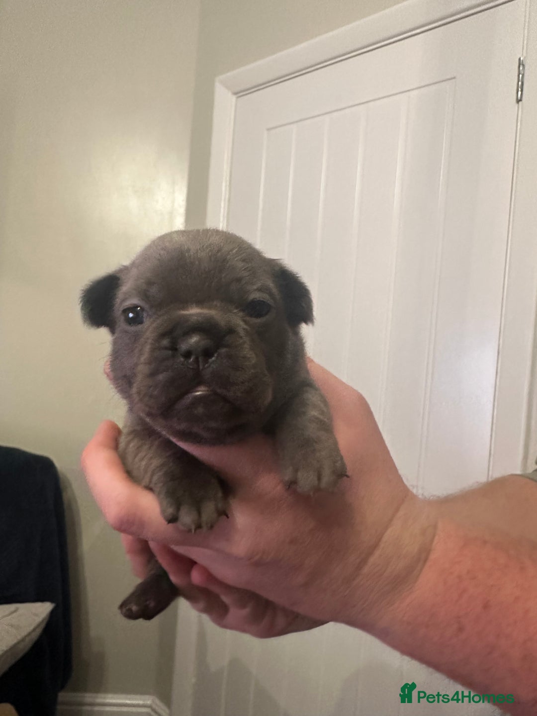 French Bulldog dogs for sale: 5 Beautiful French Bulldog Puppies - Advert 22