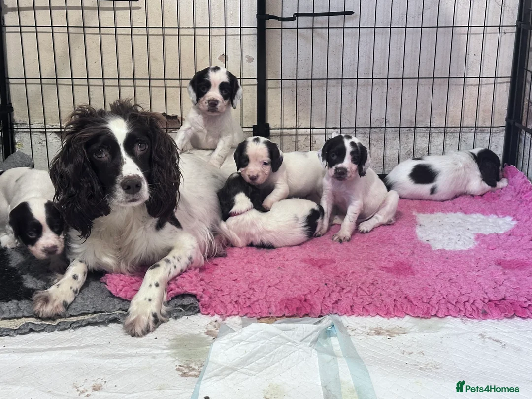 English Springer Spaniel dogs for sale: KC registered springer spaniel puppies  - Advert 7