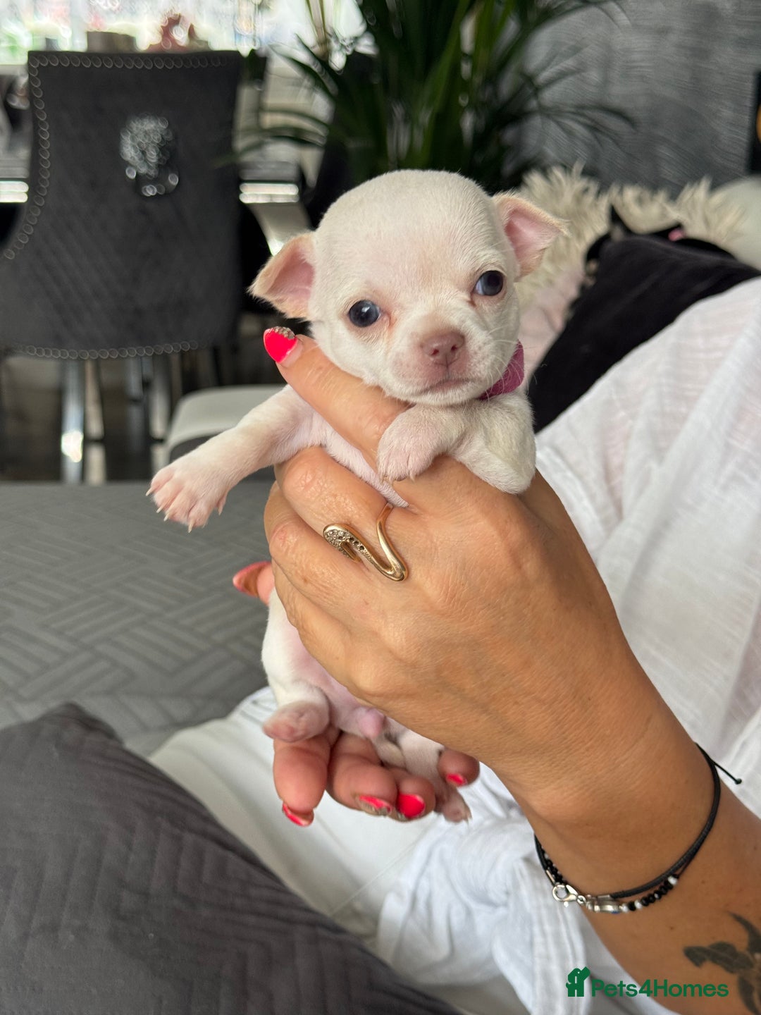 Chihuahua dogs for sale: 🐶 tiny chihuahua pups - Image 8