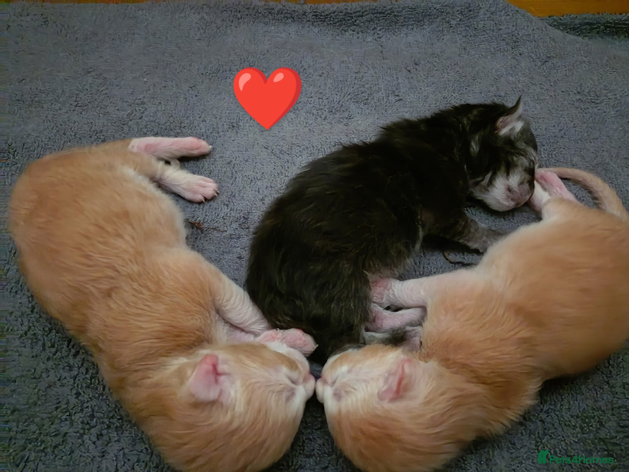 Maine Coon cats for sale: Maine coon boy kitten GCCF pedigree - Advert 12