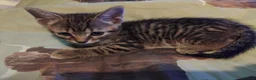 British Shorthair cats for sale: Kittens £160 - Advert 21