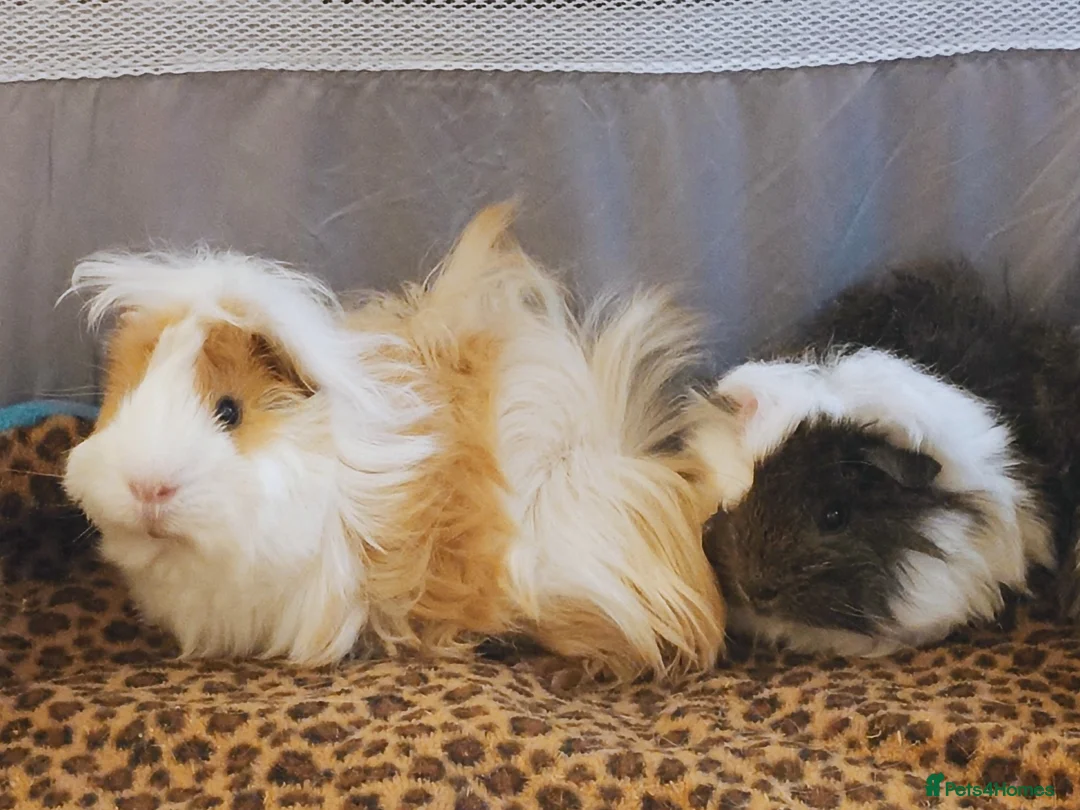 Guinea Pig rodents for sale: Pure bred Peruvian Guinea pig baby boars  in Staines - Advert 1