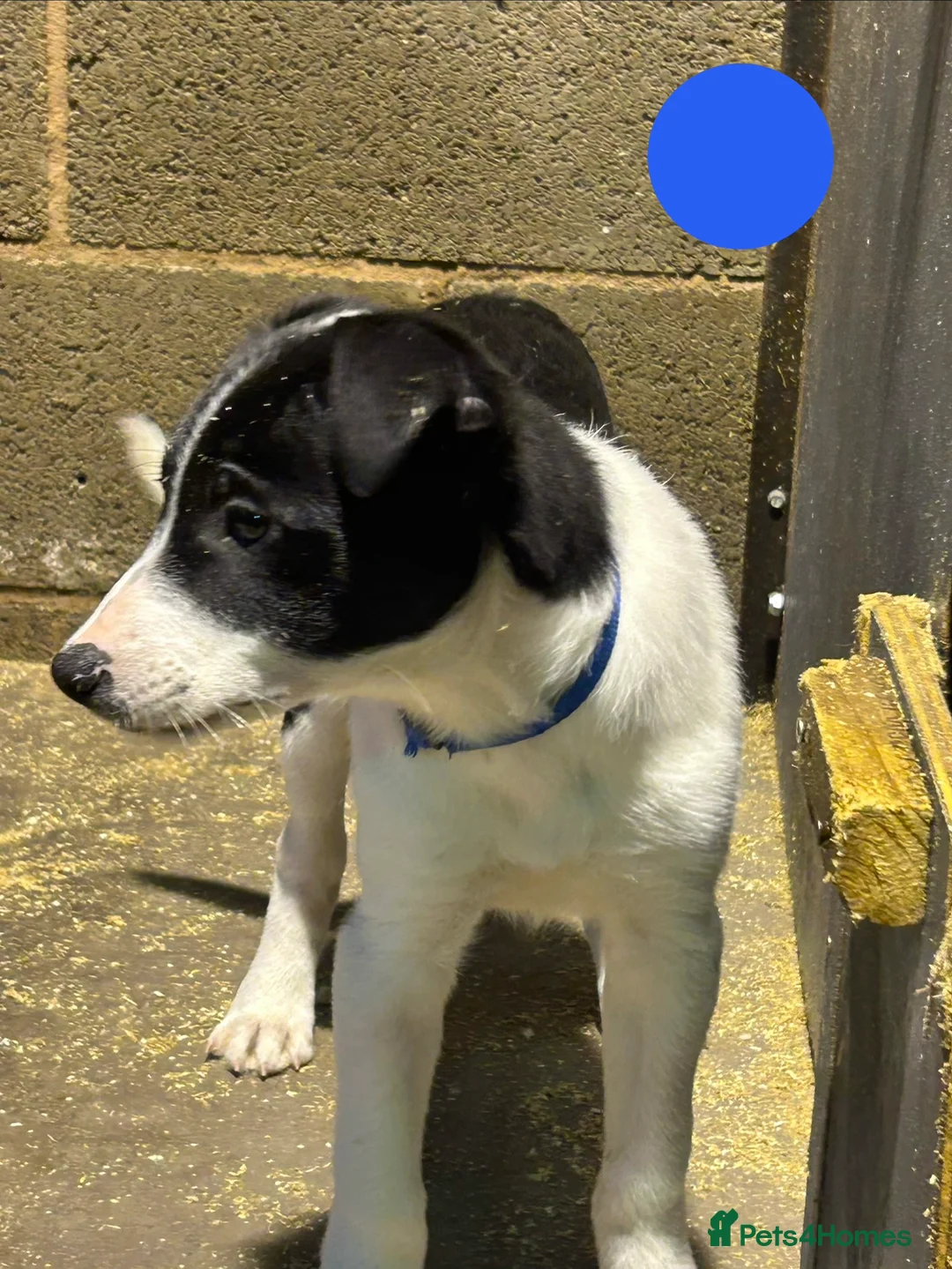 Border Collie dogs for sale: Working Border Collie puppies  - Advert 2