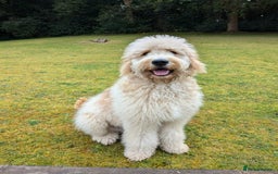 Goldendoodle dogs for sale: Goldendoodles F1, both parents hip scored          - Image 16