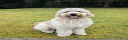Goldendoodle dogs for sale: Goldendoodles F1, both parents hip scored          - Advert 15