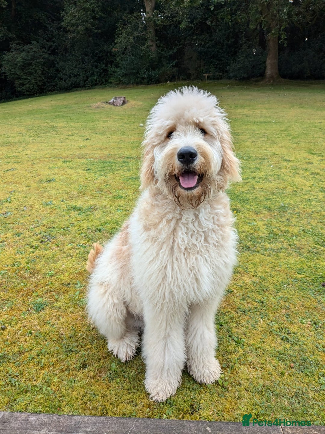 Goldendoodle dogs for sale: Goldendoodles F1, both parents hip scored          - Image 16