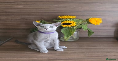 Russian Blue cats - Advert 8