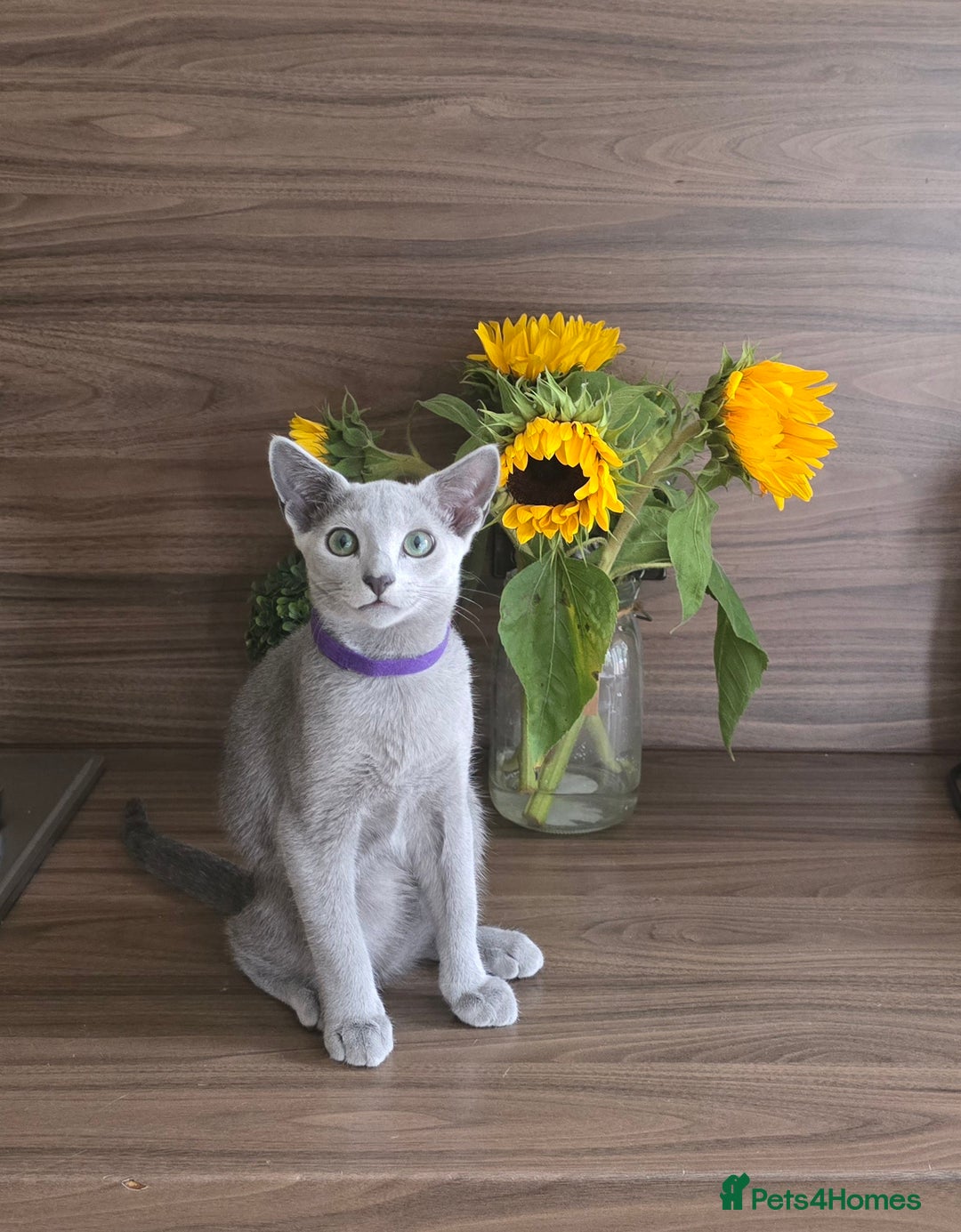 Russian Blue cats for sale: Russian Blue kittens Tica registered  - Image 2