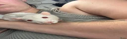 Rat rodents for sale: Five Exceptionally Friendly Dumbo rats  - Advert 10