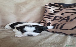 Biewer Terrier dogs for sale: Biewer Yorkshire Terrier  - Image 17