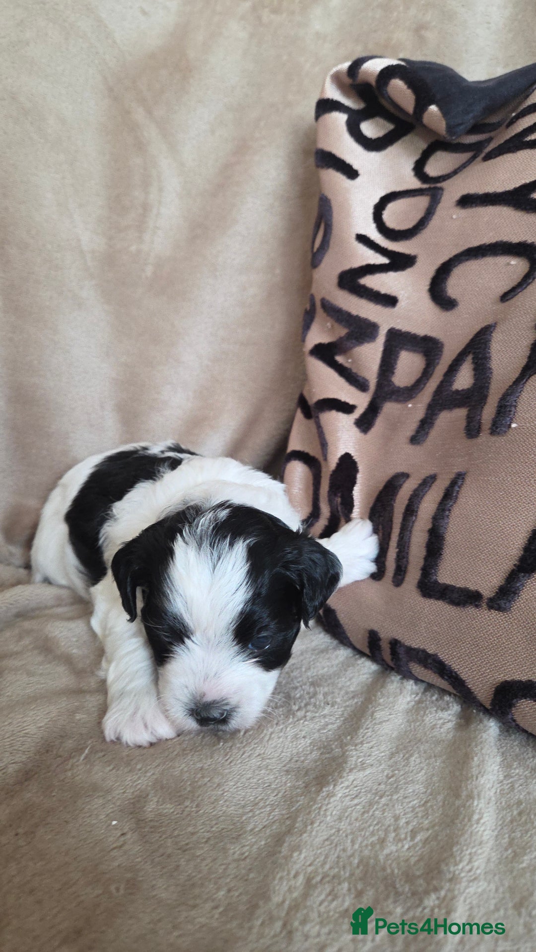 Biewer Terrier dogs for sale: Biewer Yorkshire Terrier  - Image 17