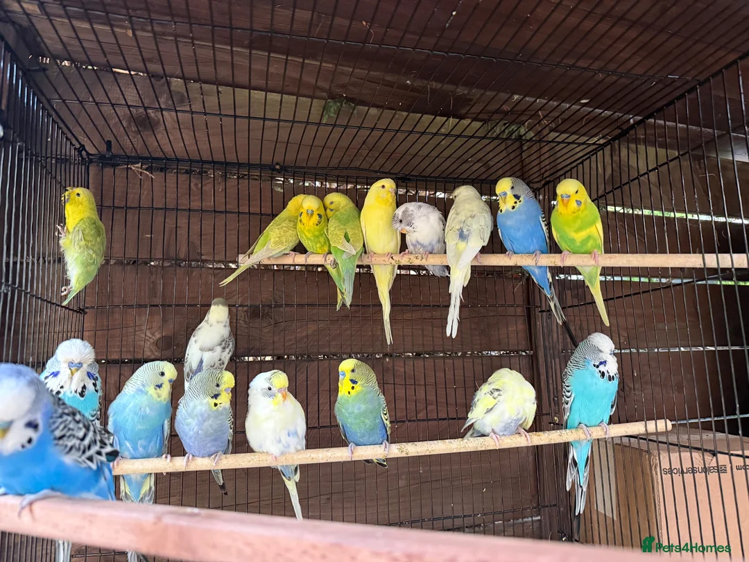 Budgerigars birds for sale: Budgies for sale  - Advert 2