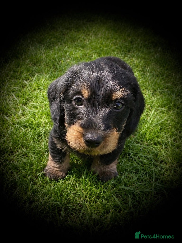 Miniature Dachshund dogs KC Mini Wire dachshunds LAFORA/PRA (Cord1) clear - Advert 10