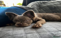 French Bulldog dogs for sale: Fluffy French female bulldog  - Image 6