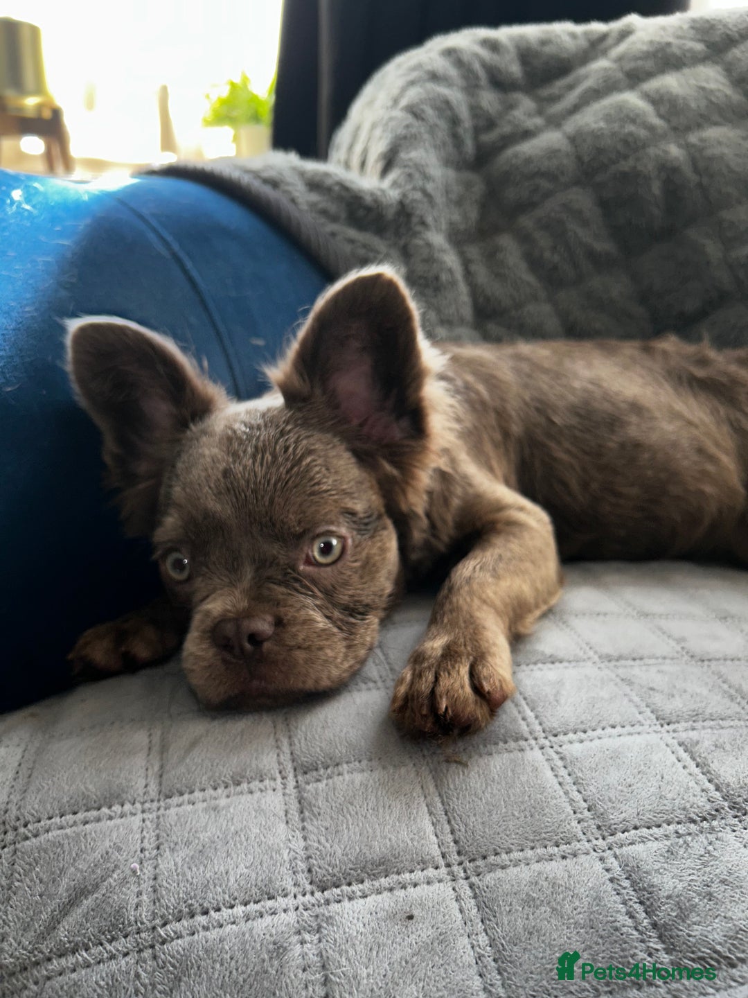 French Bulldog dogs for sale: Fluffy French female bulldog  - Image 6