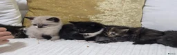 Domestic Shorthair cats for sale: Beautiful Litter of 8 Kittens –5 Females & 3 Males - Advert 36