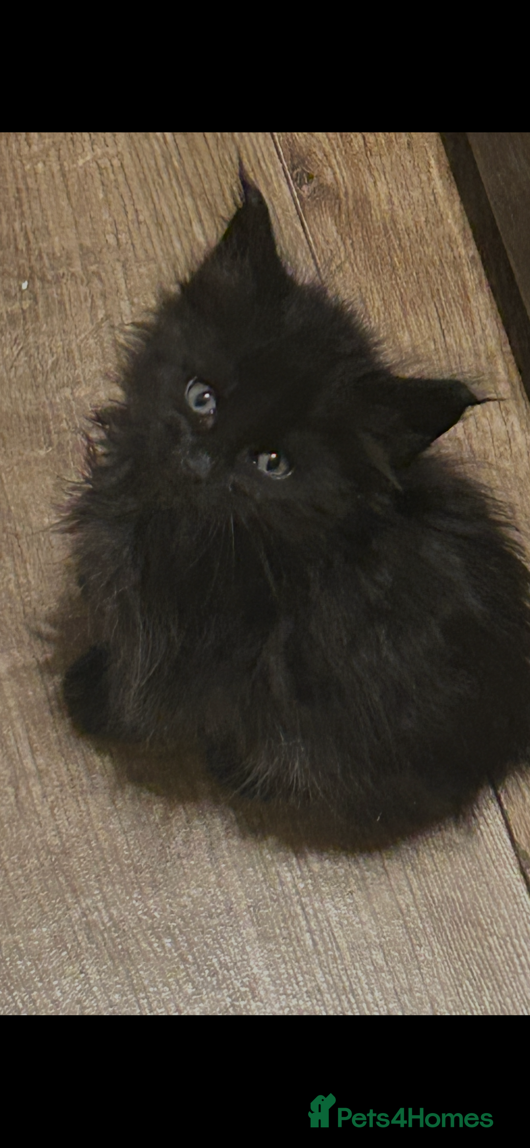 Maine Coon cats for sale: 8 beautiful mainecoon kittens for sale - Advert 23