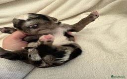 Cocker Spaniel dogs for sale: Cocker Spaniel Pups Seeking Forever Homes!💖 - Image 18