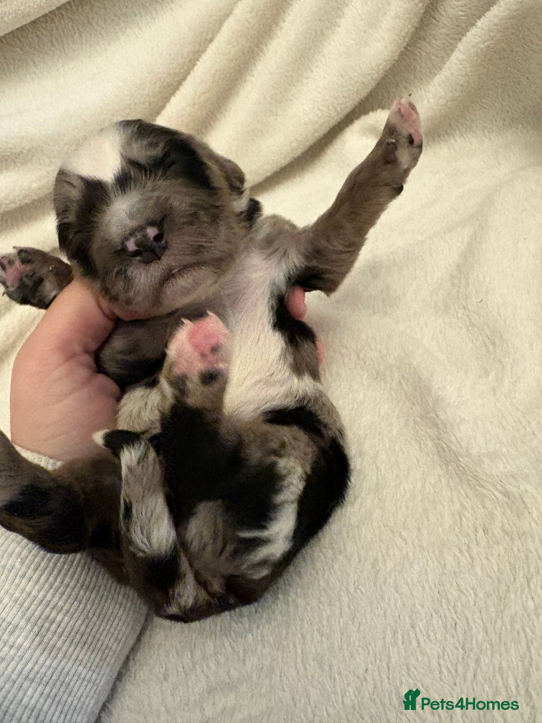 Cocker Spaniel dogs for sale: Cocker Spaniel Pups Seeking Forever Homes!💖 - Image 18