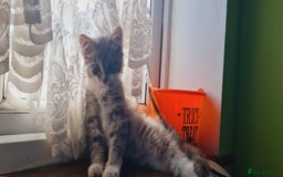 Mixed Breed cats for sale: kittens for sale - Image 7