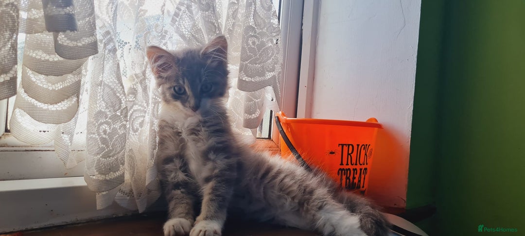 Mixed Breed cats for sale: kittens for sale - Image 7