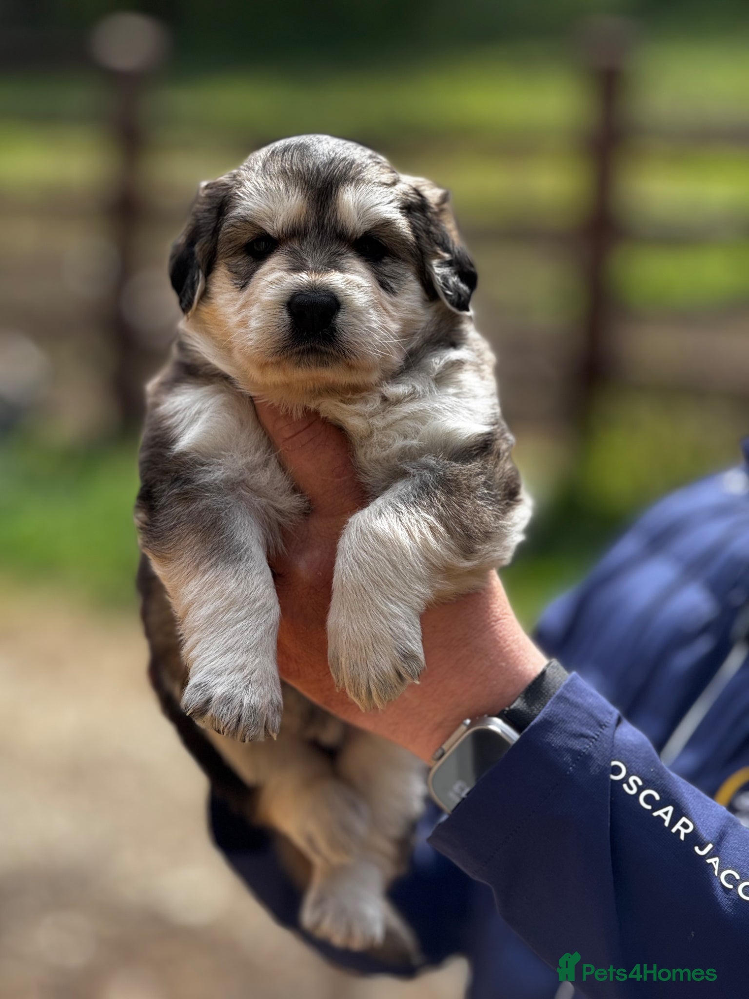 Golden Shepherd dogs ⭐️ GOLDEN SHEPHERDS ⭐️ - Advert 1