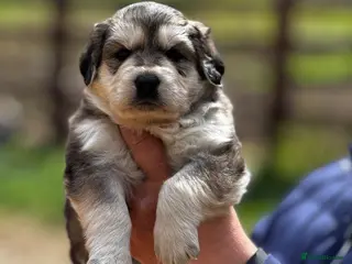 Golden Shepherd dogs ⭐️ GOLDEN SHEPHERDS ⭐️ - Advert 1