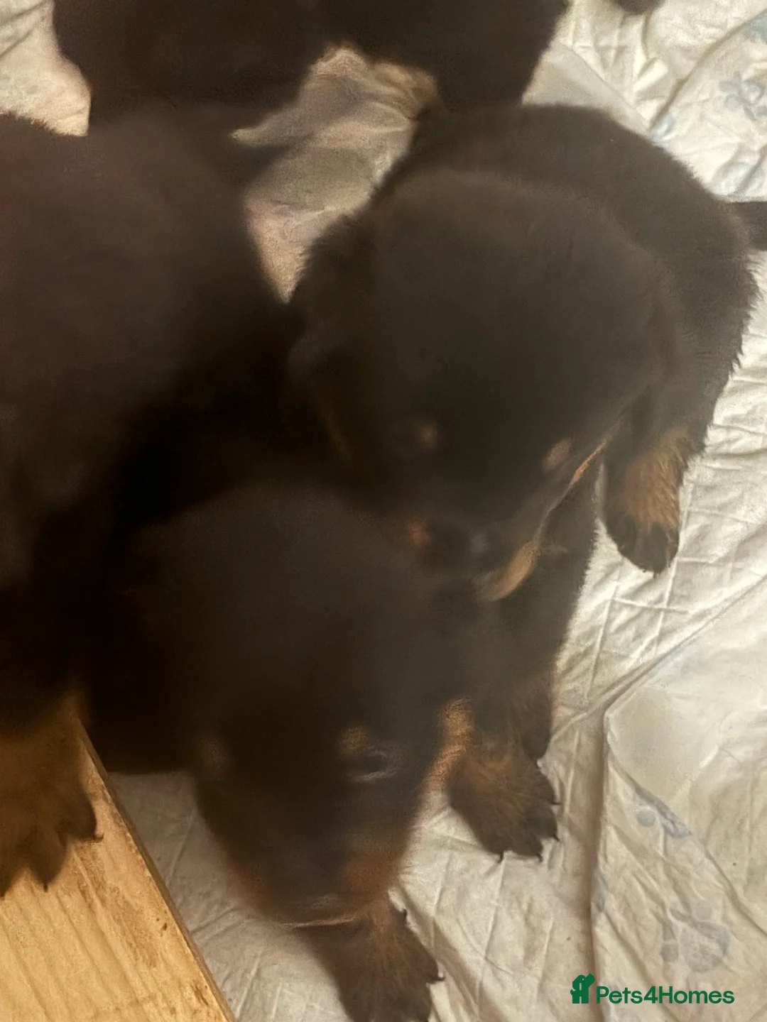 Rottweiler dogs for sale: Rottweiler pups - Advert 13