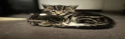 Mixed Breed cats for sale: Beautiful & Bonnie Boys & Mumma - Advert 9