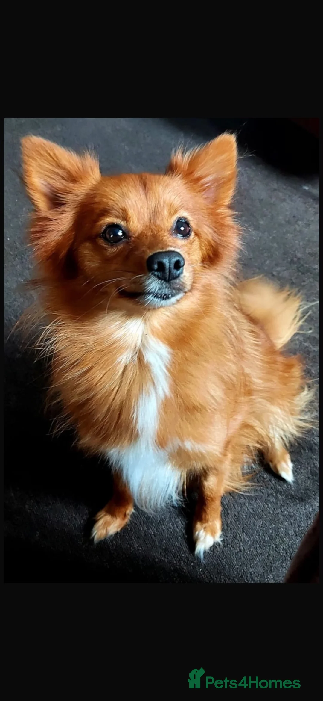Pomeranian dogs for sale: Beautiful Pomeranian  - Advert 2