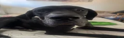 Great Dane dogs for sale: Beautiful Great Dane  in Doncaster - Advert 2