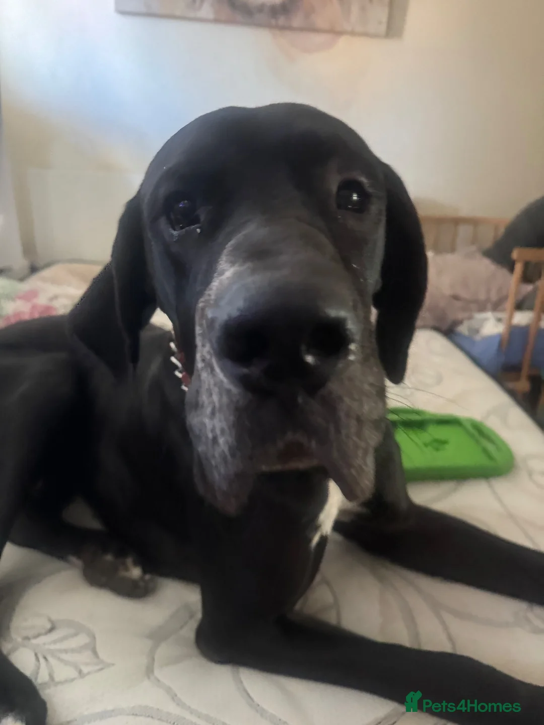 Great Dane dogs for sale: Beautiful Great Dane  in Doncaster - Advert 2