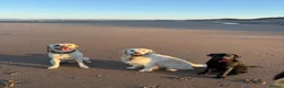 Labrador Retriever dogs for stud: White Labrador stud in Morpeth - Advert 9