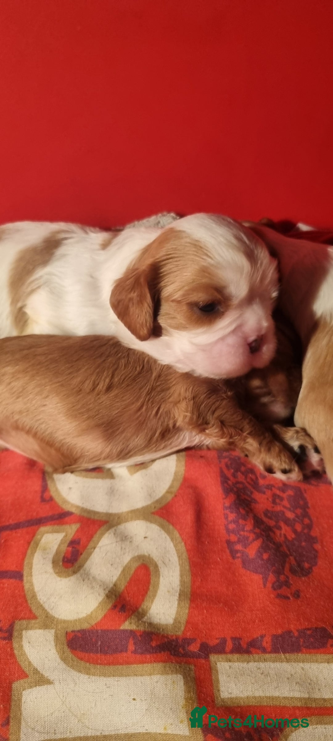 Cavalier King Charles Spaniel dogs for sale: Cavaliers King Charles spaniels - Image 14