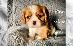 Cavalier King Charles Spaniel dogs for sale: Lovingly raised Blenheim Cavaliers  - Image 16