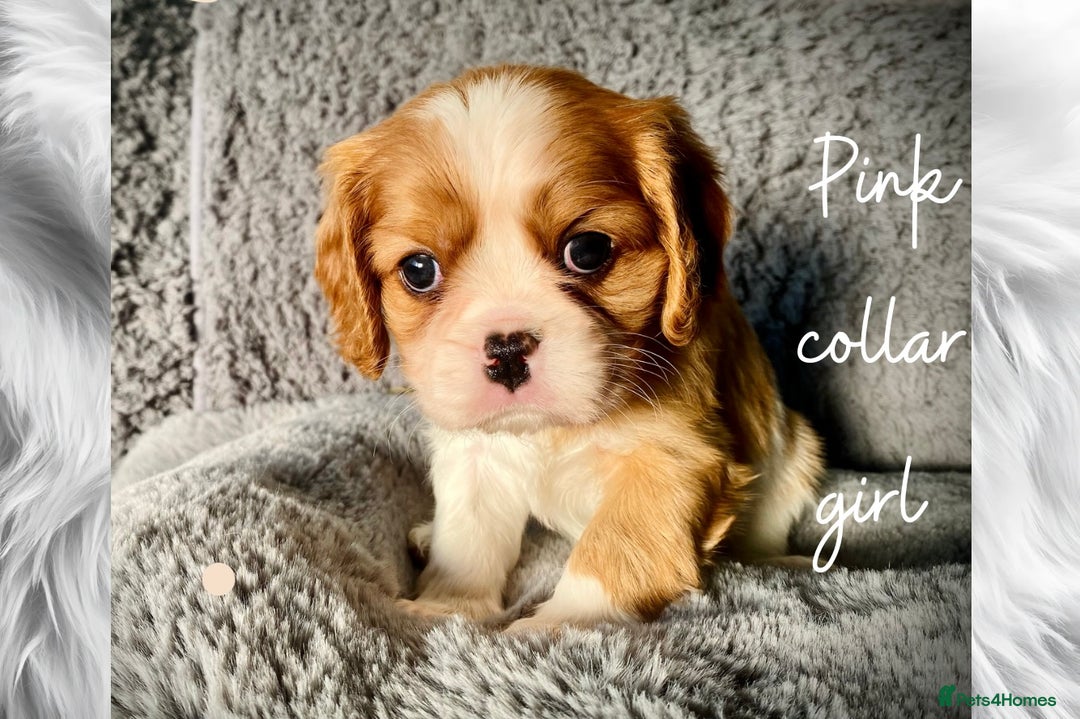 Cavalier King Charles Spaniel dogs for sale: Lovingly raised Blenheim Cavaliers  - Image 16