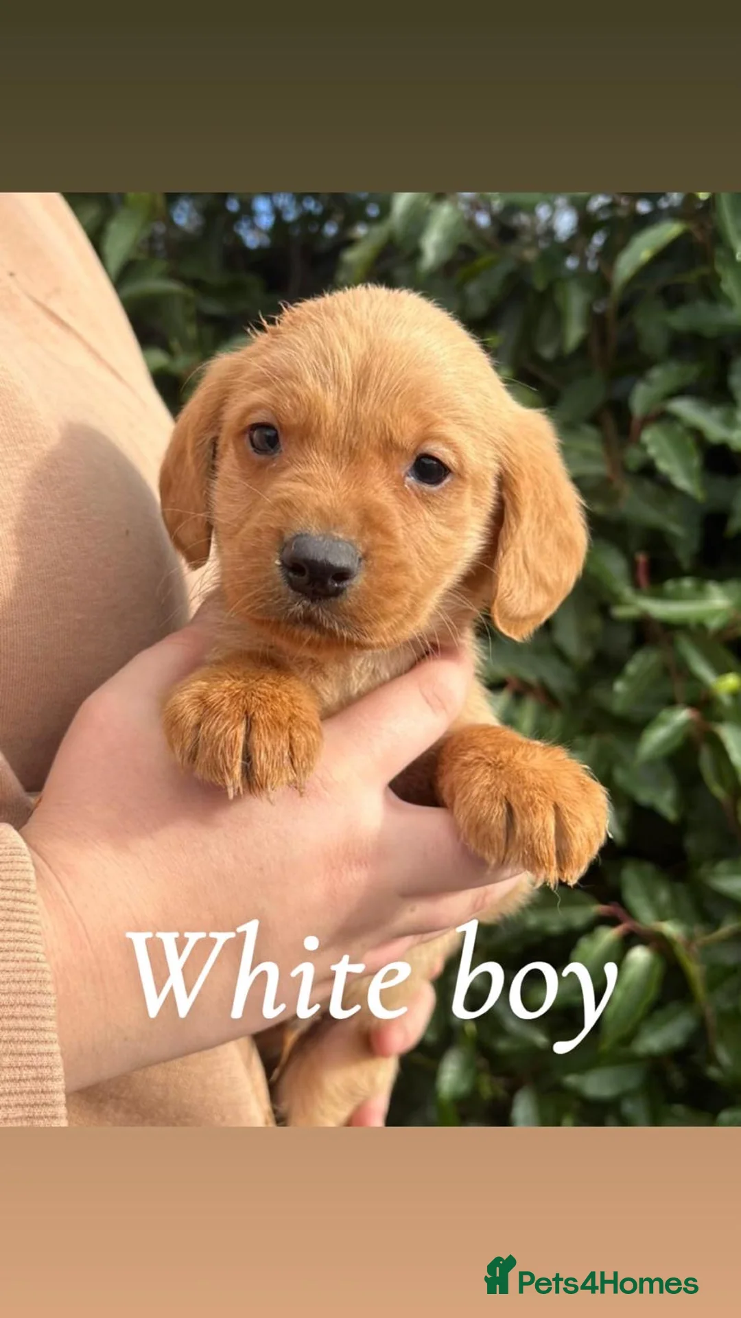 Cockerdor dogs for sale: Labrador x cocker spaniel pups - Advert 12